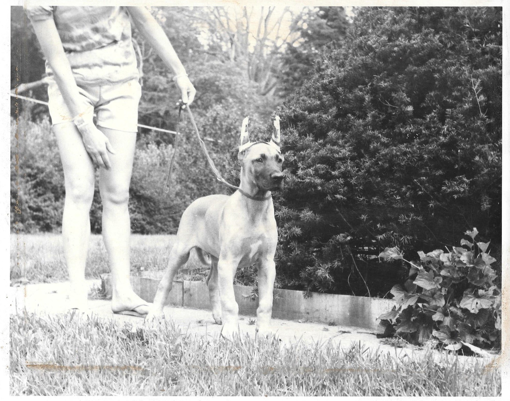 Bantrys Viscount Titandane